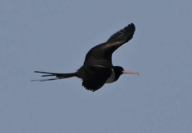Christmas Island Frigatebird - ML647256371