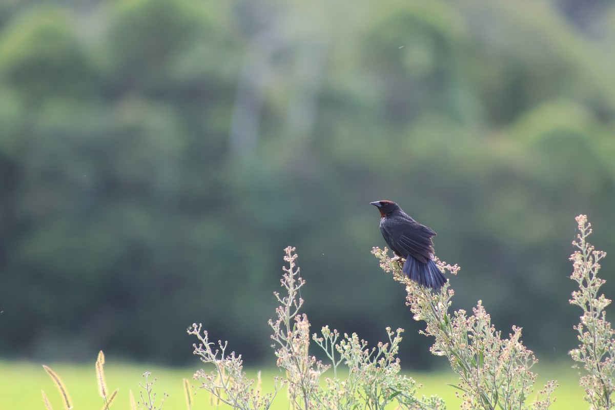 Yellow-winged Blackbird - ML647256375