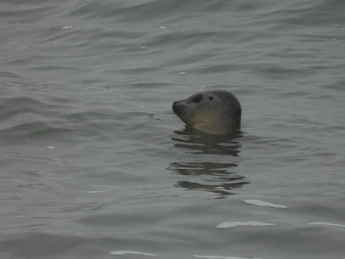 Animals - ML647256377