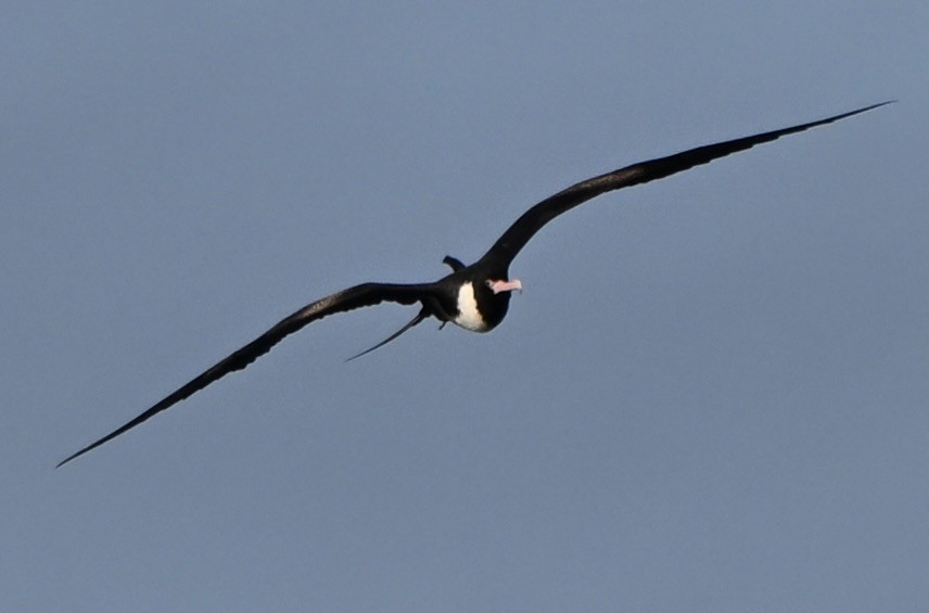 Christmas Island Frigatebird - ML647256380