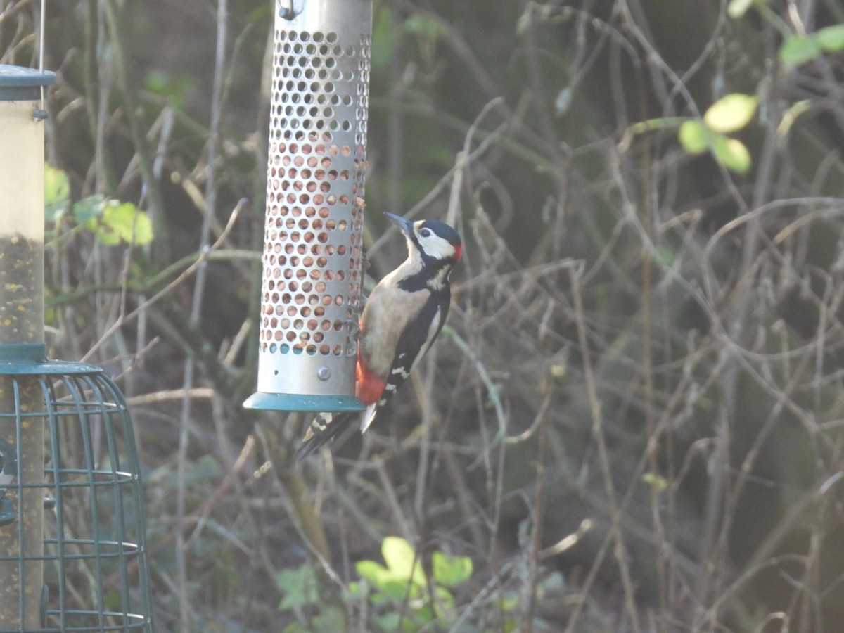 Great Spotted Woodpecker - ML647256381