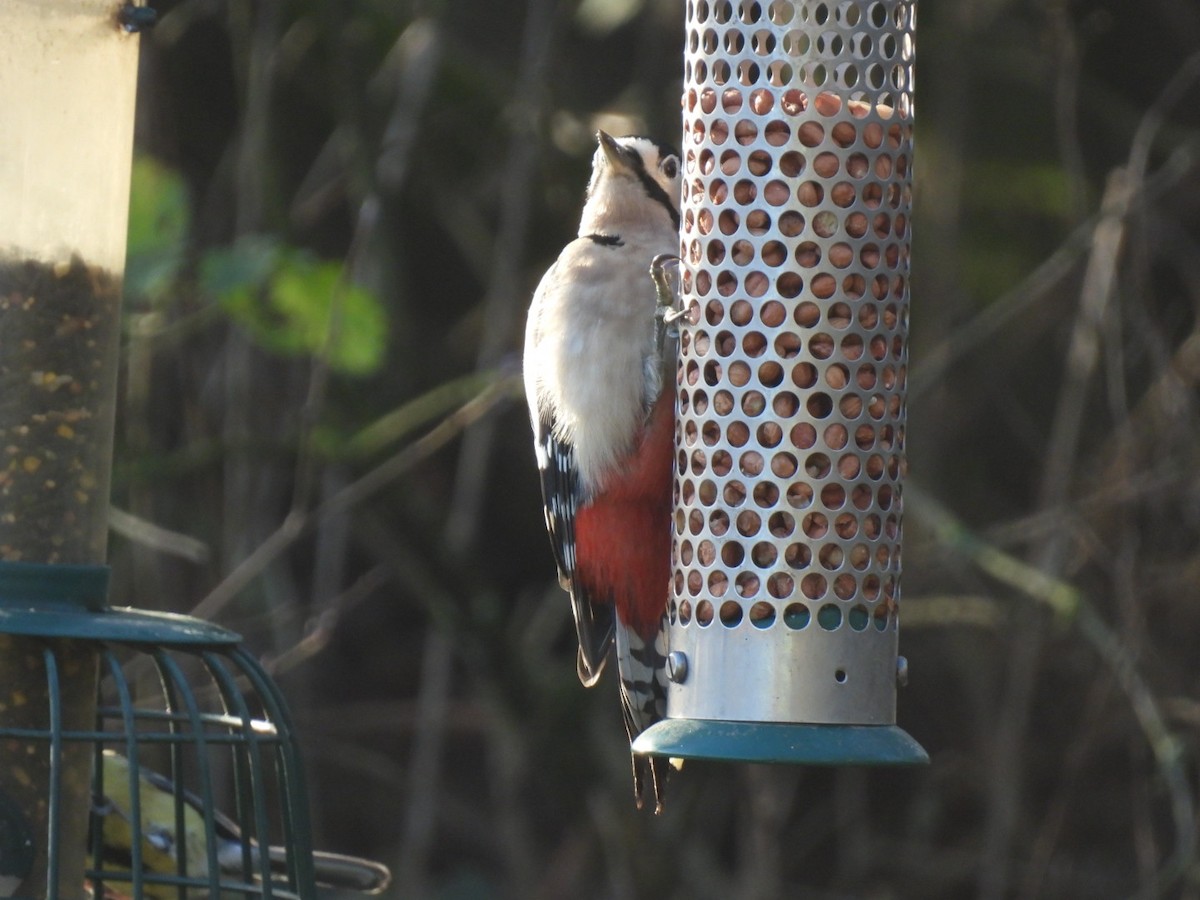 Great Spotted Woodpecker - ML647256382