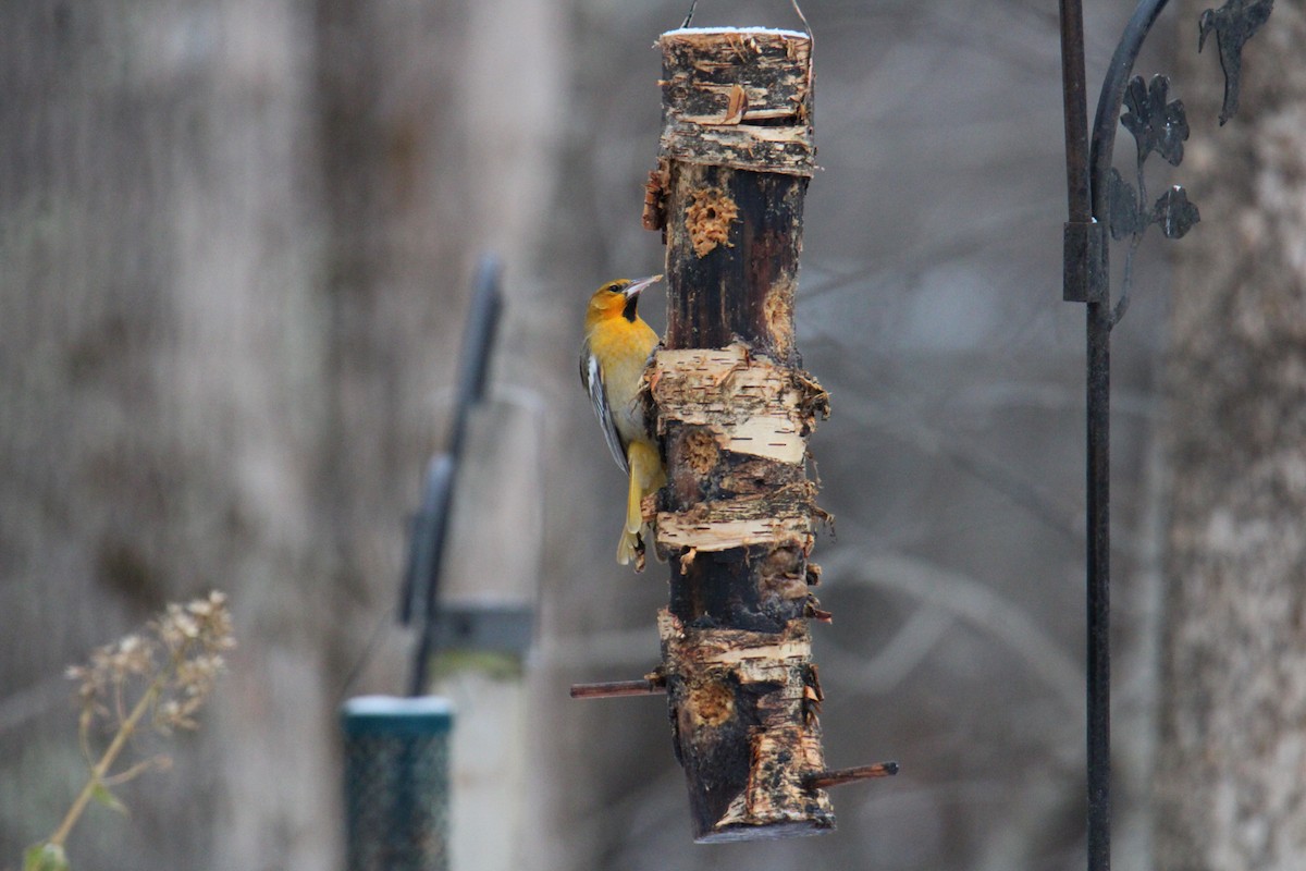 Bullock's Oriole - ML647256383