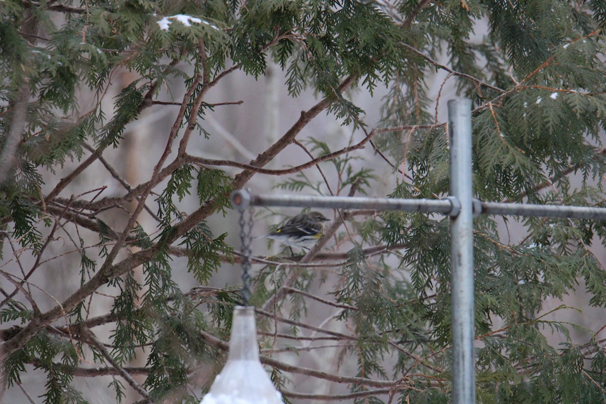 סבכון הכתר - ML647256397