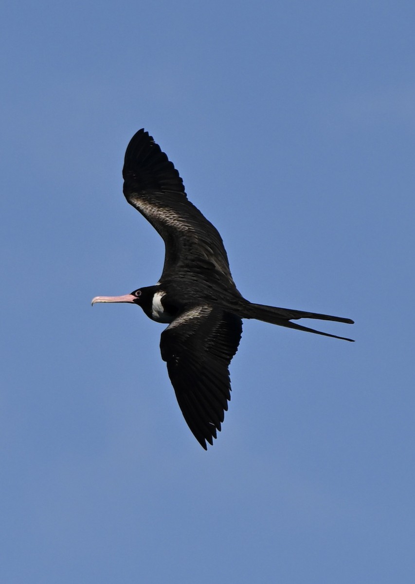 Christmas Island Frigatebird - ML647256398