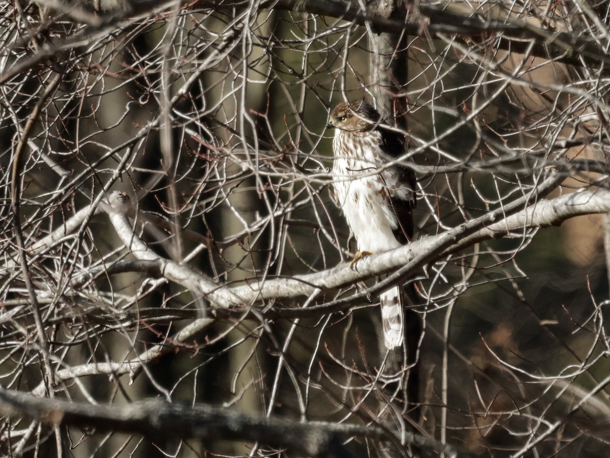 Cooper's Hawk - ML647256403