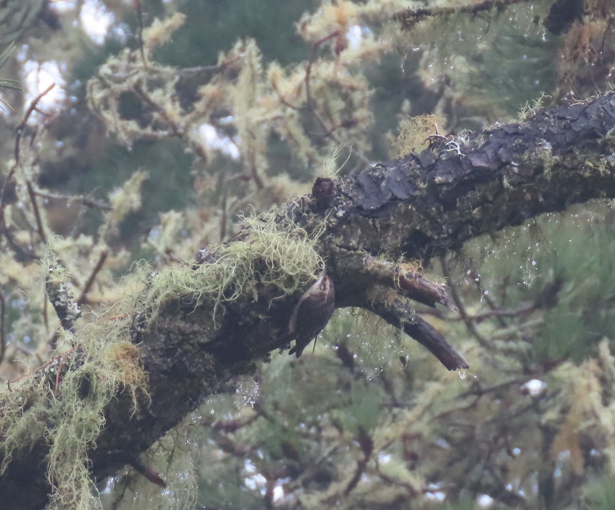 Amerikabaumläufer - ML647256414