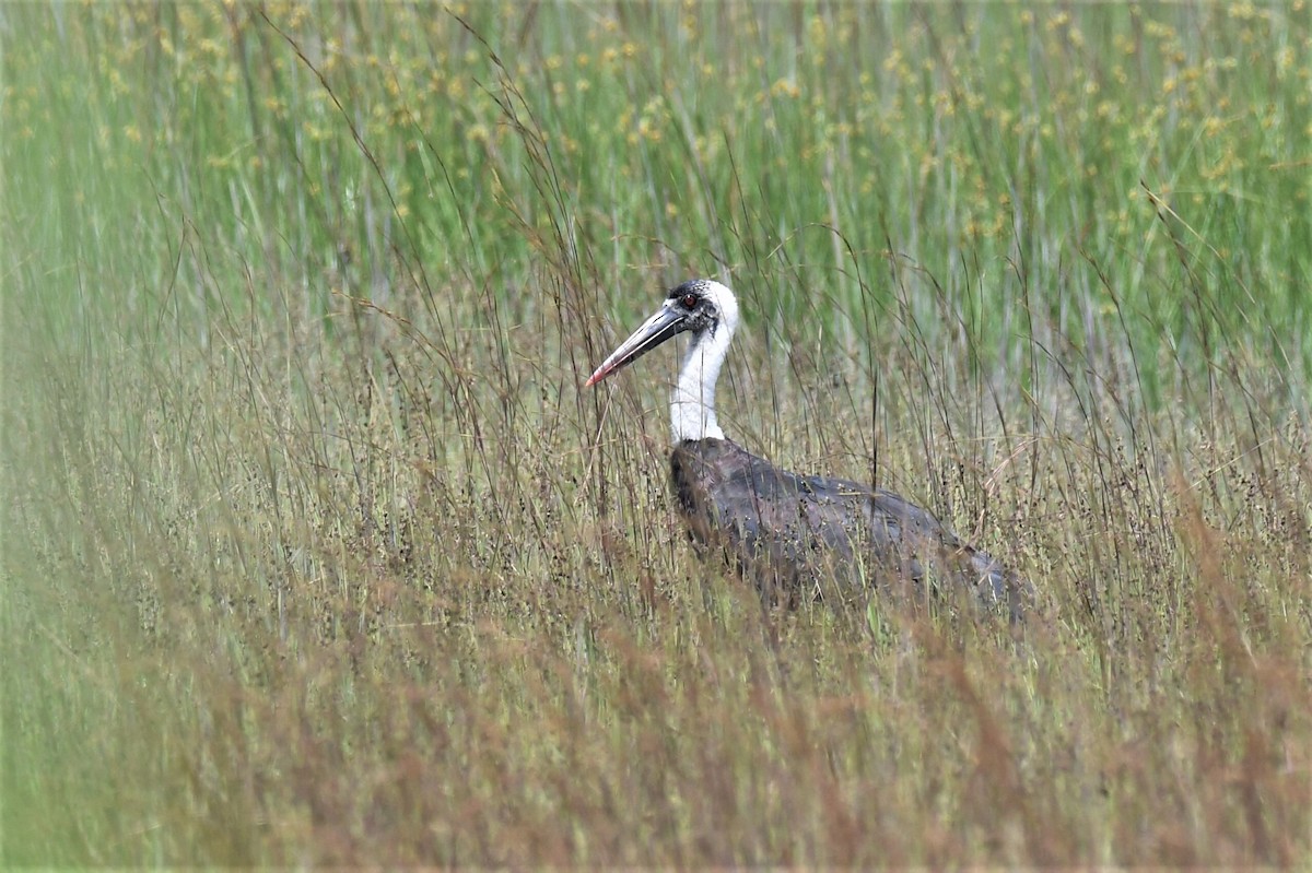African Woolly-necked Stork - ML647256421