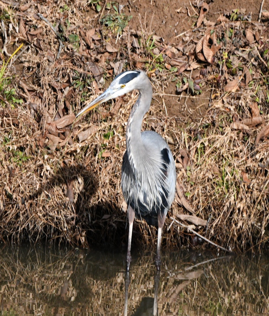 volavka velká - ML647256422