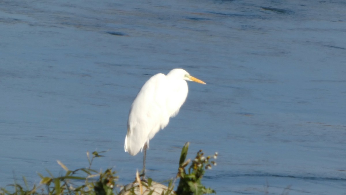 Чапля велика - ML647256424