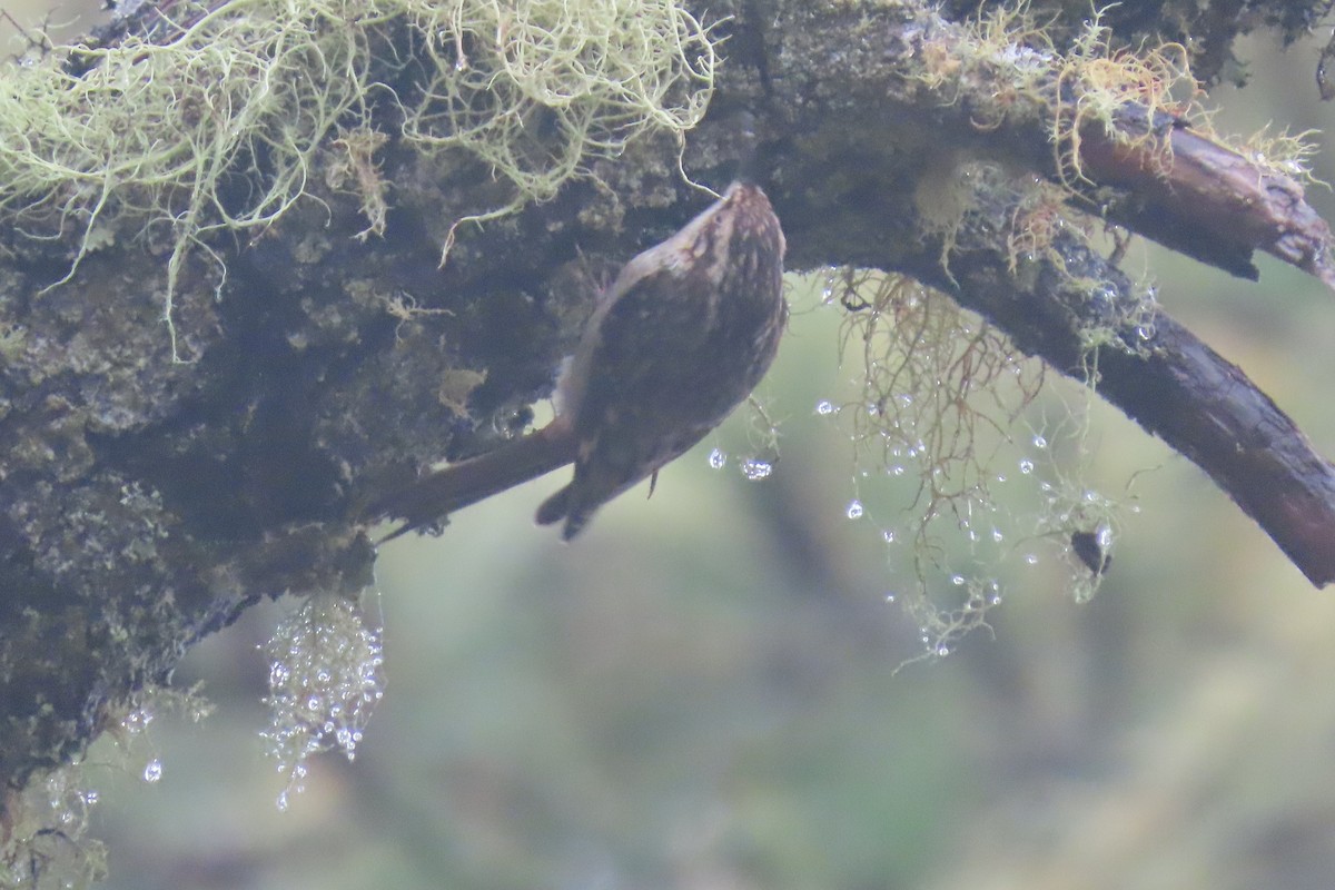 Amerikabaumläufer - ML647256426