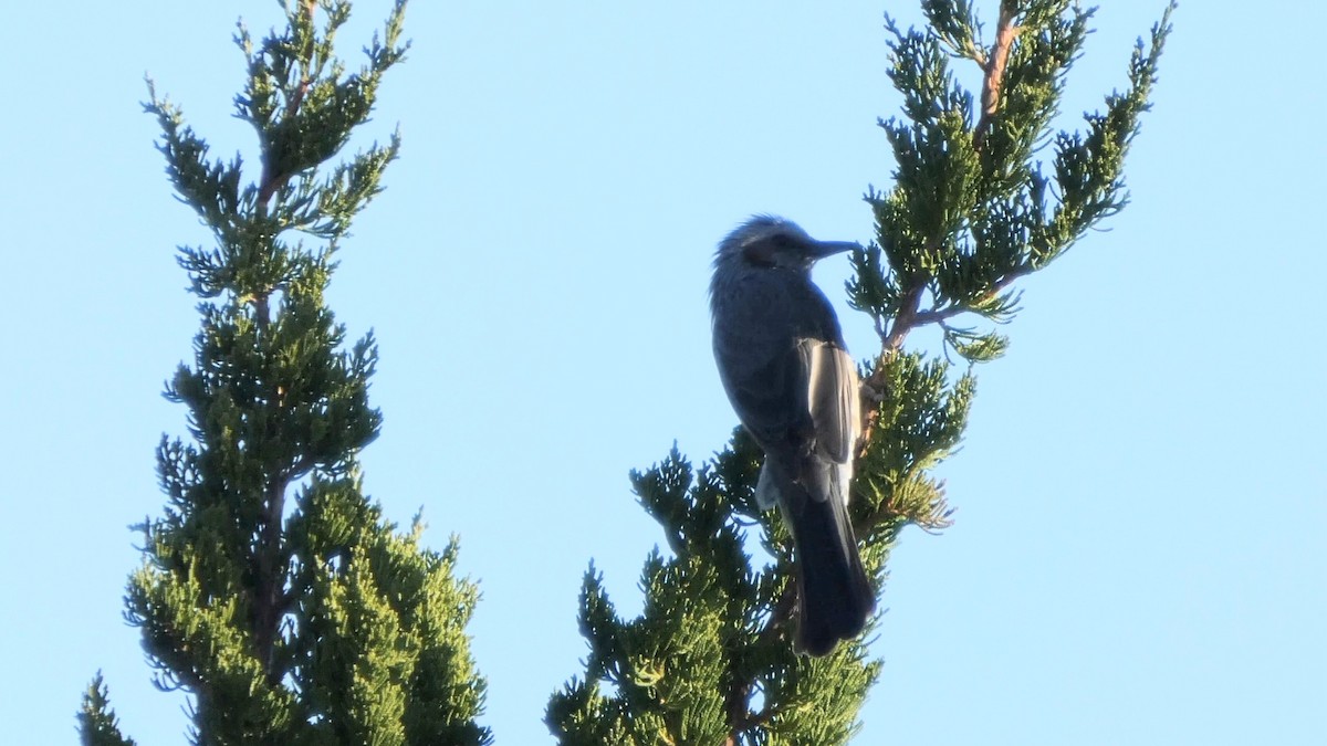 Оливник короткопалий - ML647256434