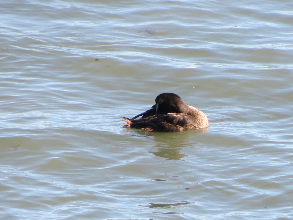 Common Eider - ML647256444