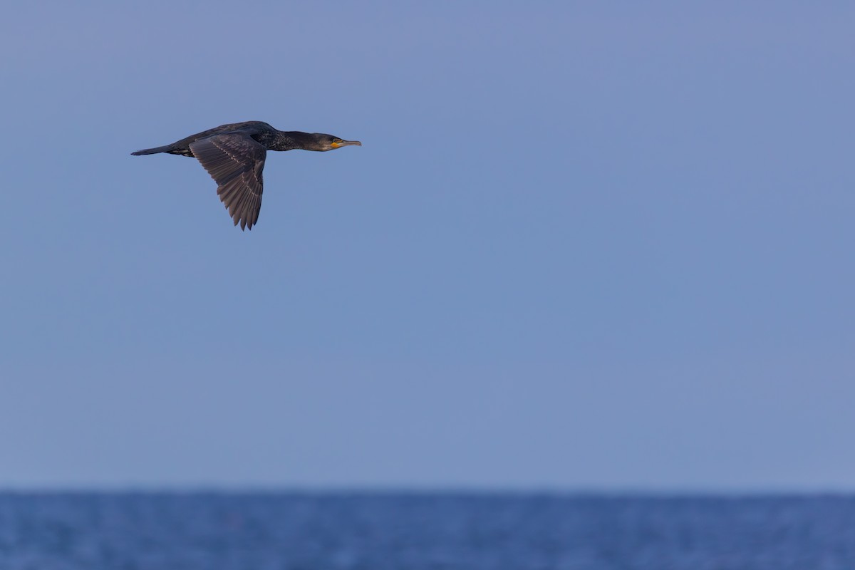 Большой баклан - ML647256447