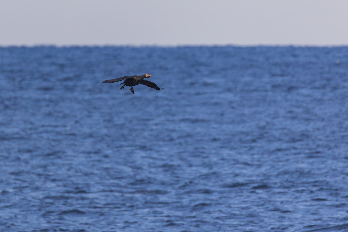 Большой баклан - ML647256448