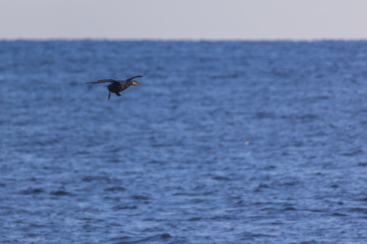 Большой баклан - ML647256449