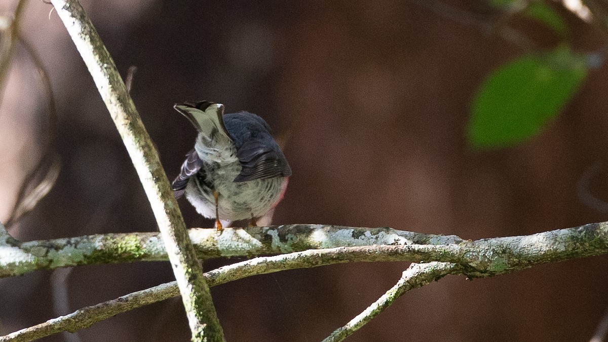 ハイイロサンショクヒタキ - ML647256457