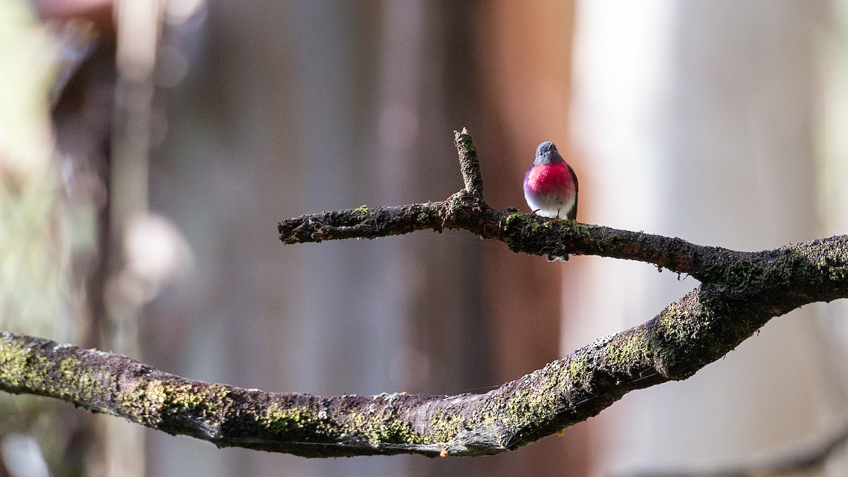 ハイイロサンショクヒタキ - ML647256458