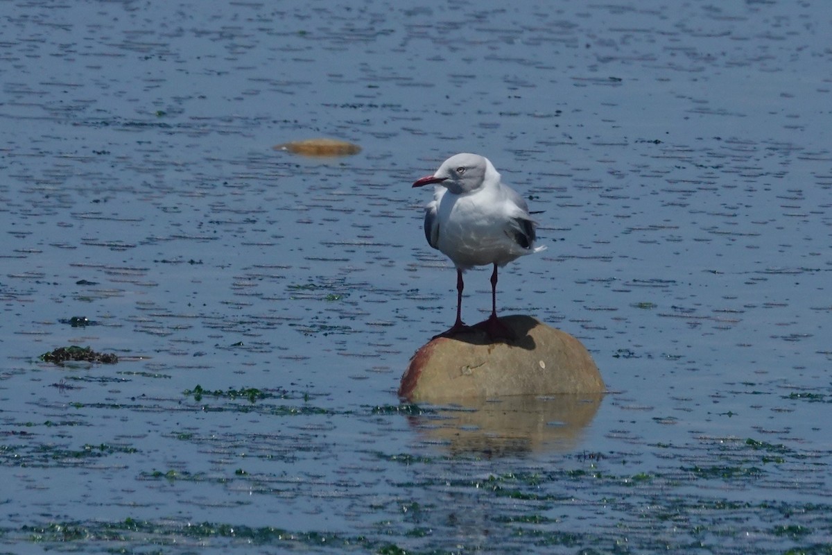 Gray-hooded Gull - ML647256462