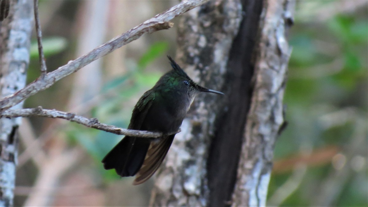 Antillean Crested Hummingbird - ML647256476
