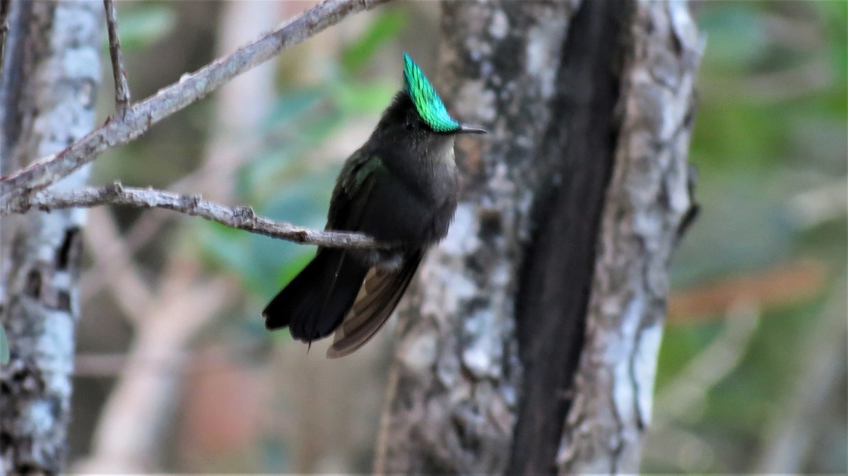 Antillean Crested Hummingbird - ML647256477