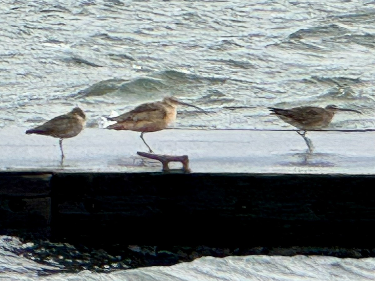 Hudsonian Whimbrel - ML647256480