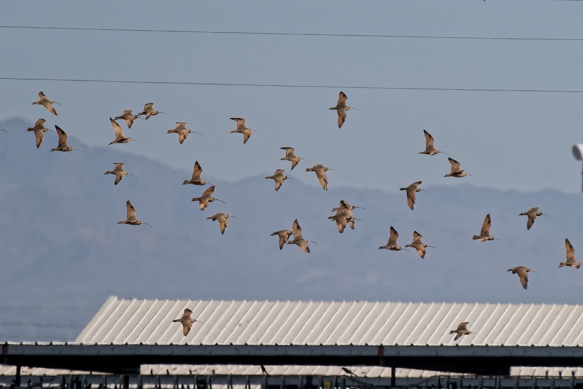 Кульон американський - ML647256490