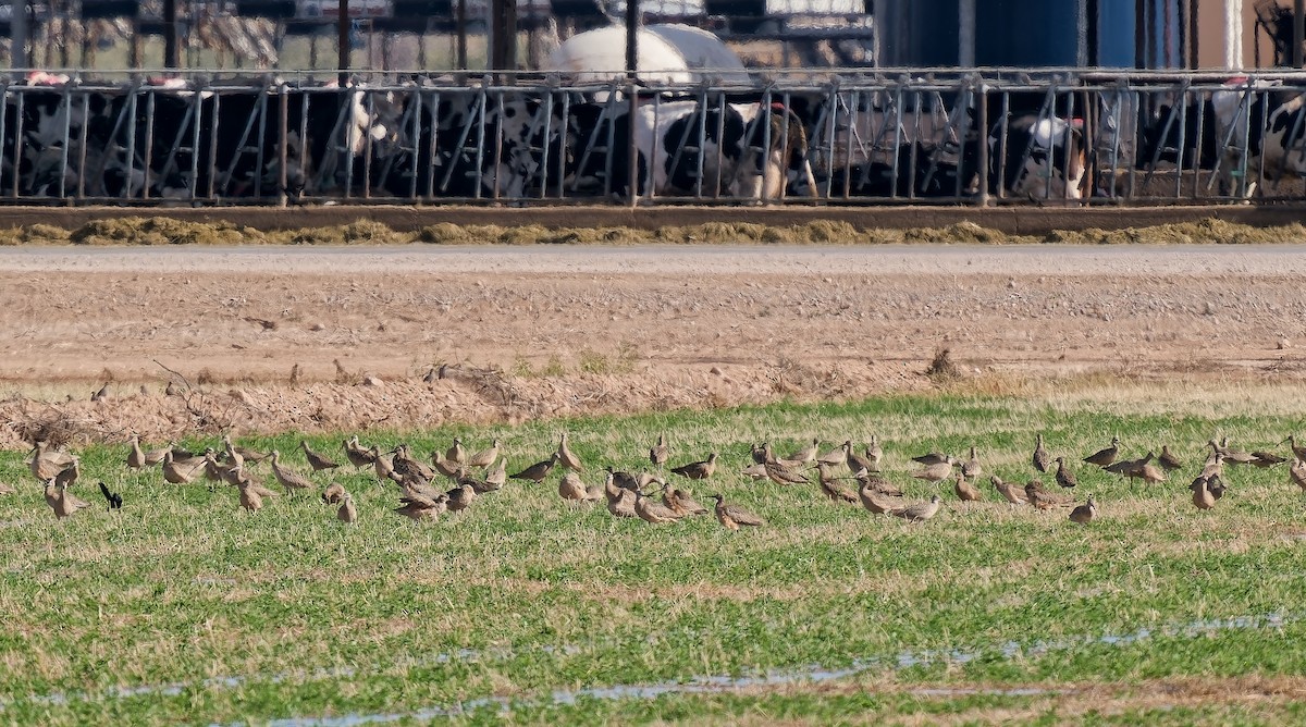 Кульон американський - ML647256491
