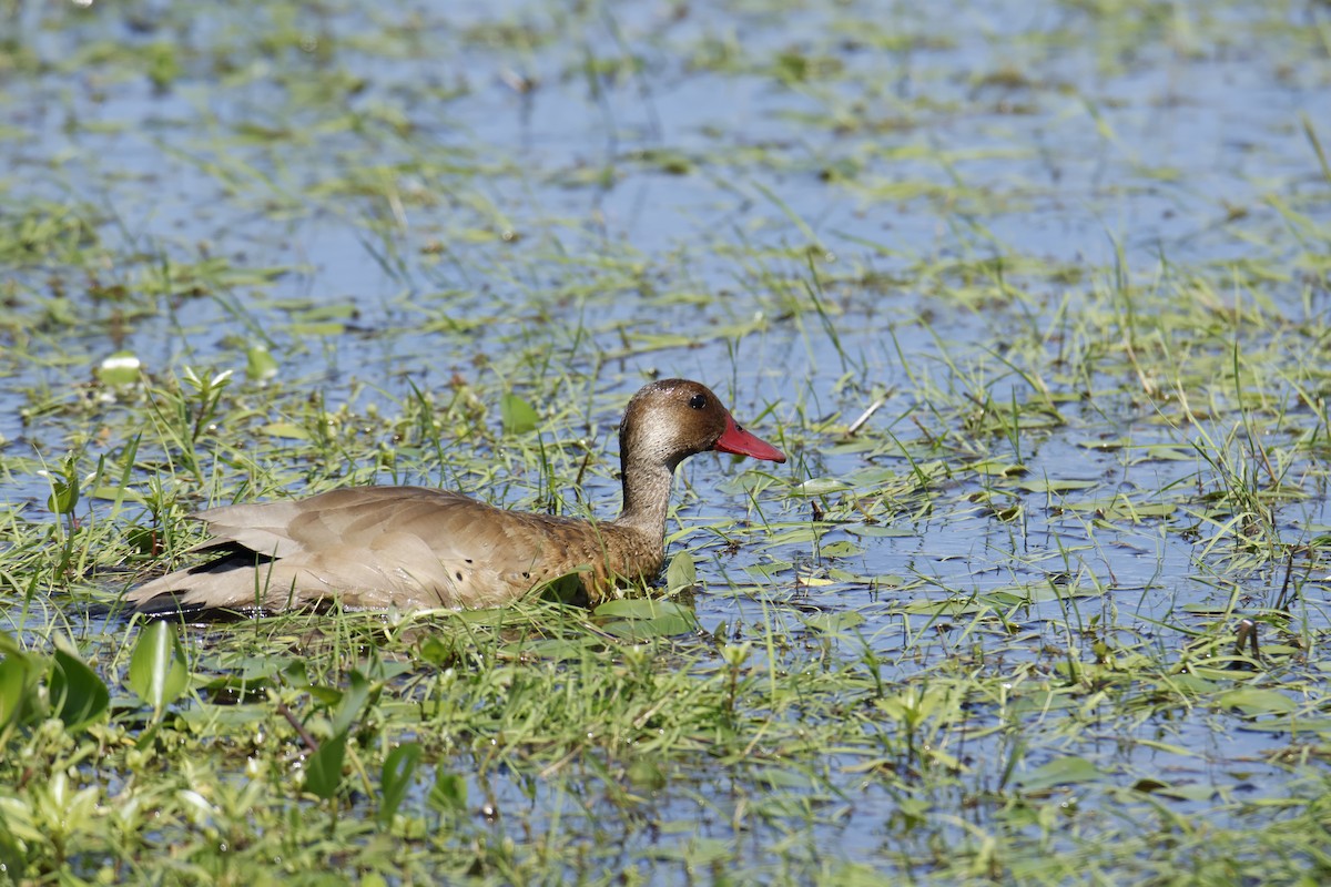 Brazilian Teal - ML647256510