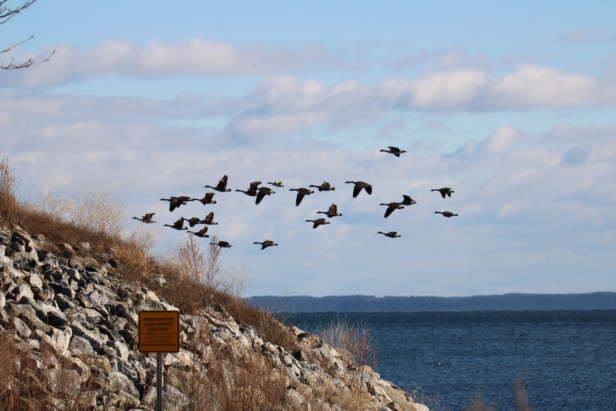 אווז שלג - ML647256511