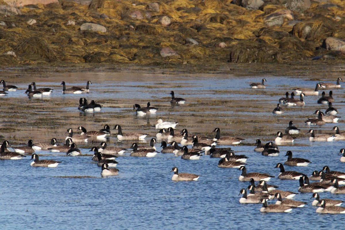 אווז שלג - ML647256514