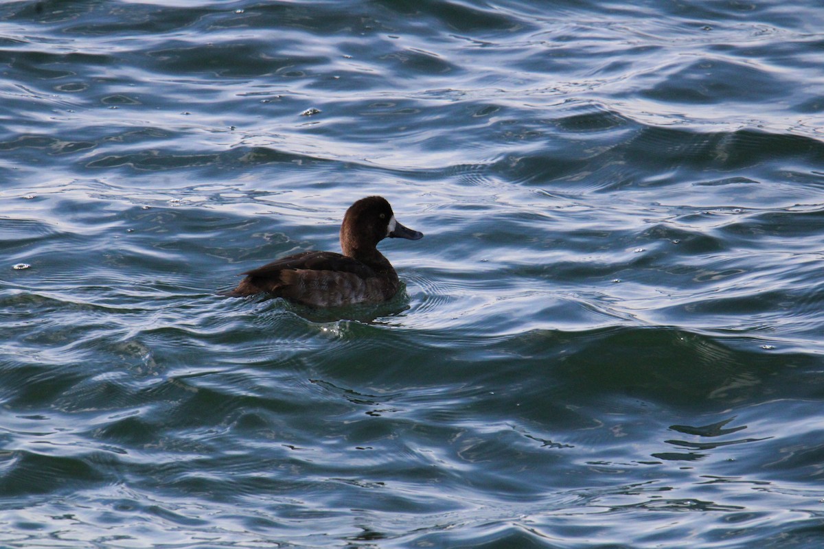 צולל ימי - ML647256519
