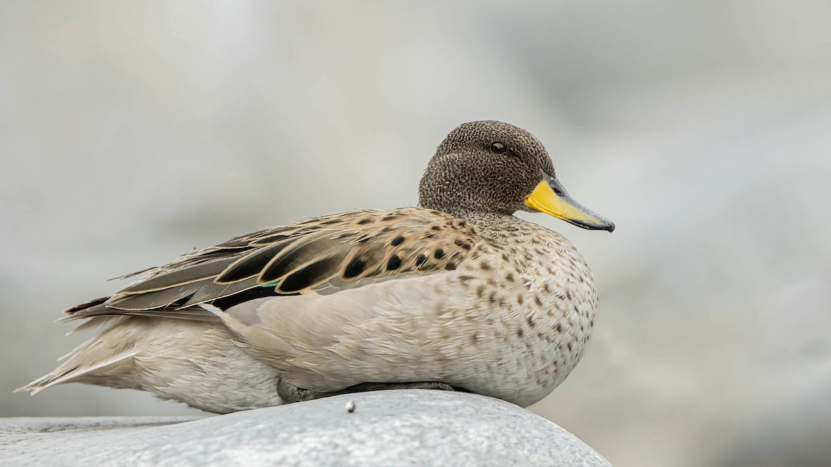 Yellow-billed Teal - ML647256527