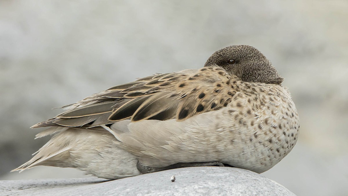 Yellow-billed Teal - ML647256528
