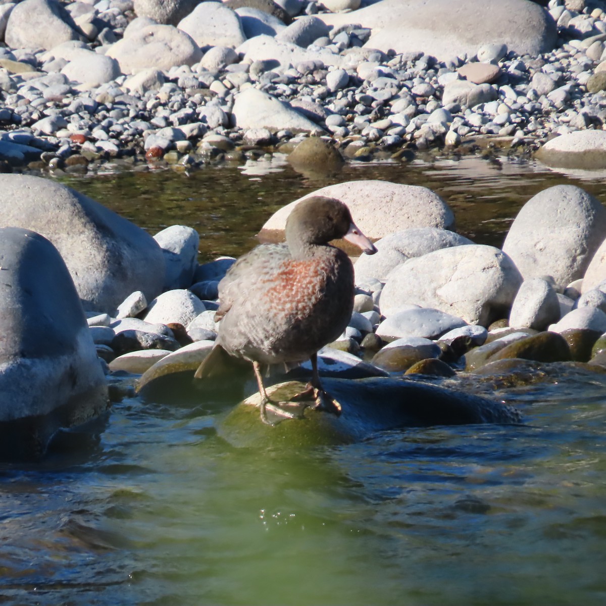 Blue Duck - ML647256531