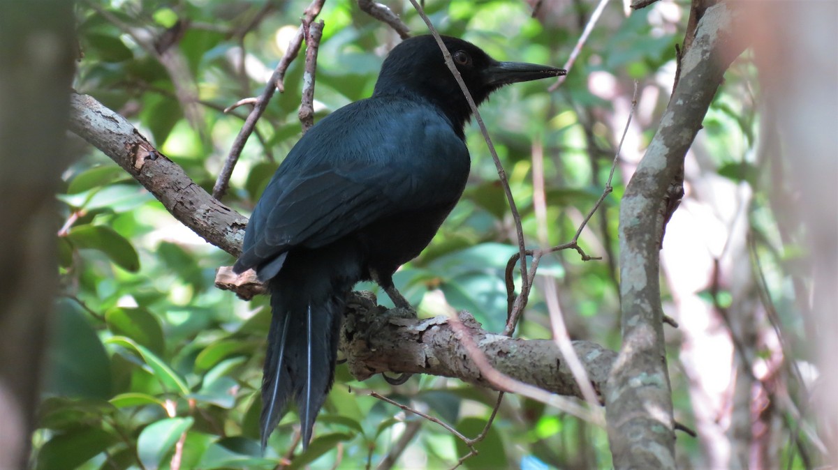 Guadeloupe Woodpecker - ML647256543