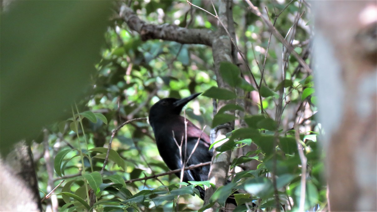 Guadeloupe Woodpecker - ML647256544