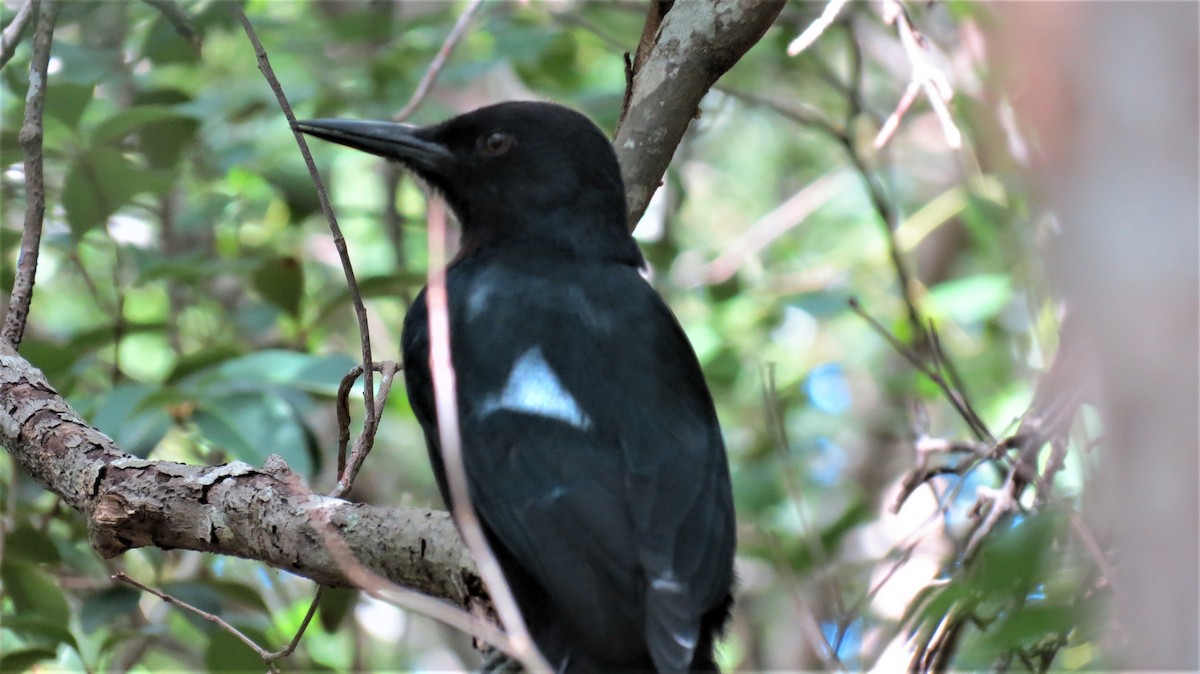 Guadeloupe Woodpecker - ML647256545