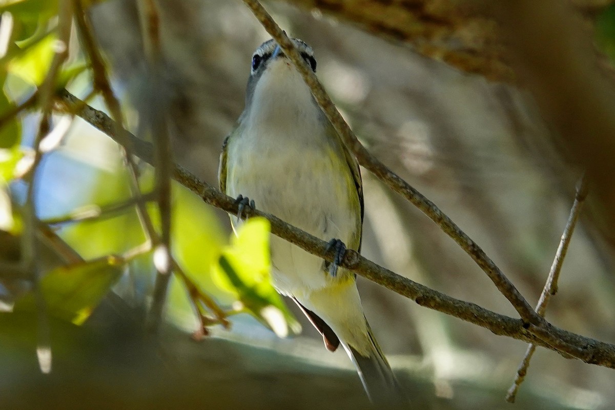 フタスジモズモドキ - ML647256548