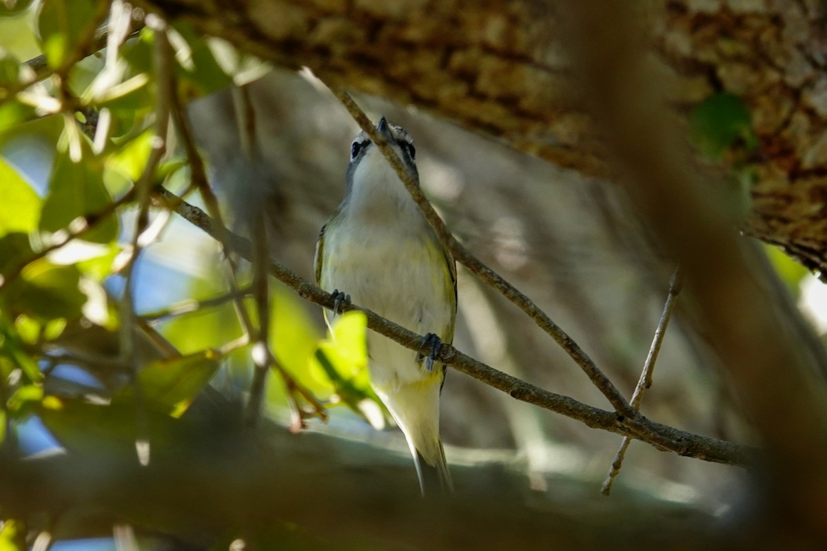 フタスジモズモドキ - ML647256549