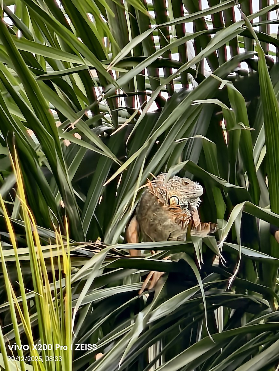 動物界 - ML647256565