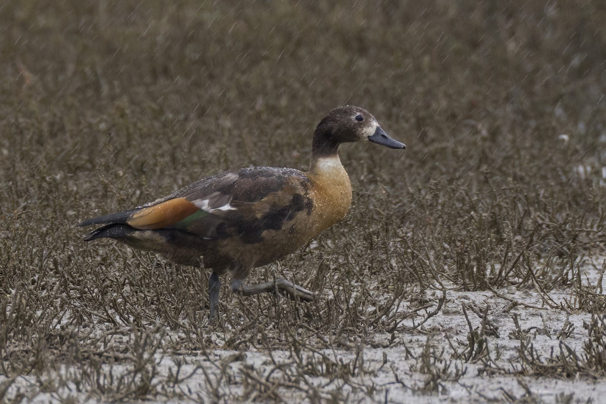 Галагаз австралійський - ML647256577