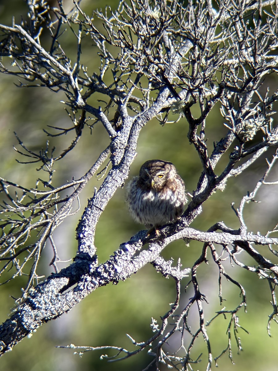 アンデススズメフクロウ - ML647256582