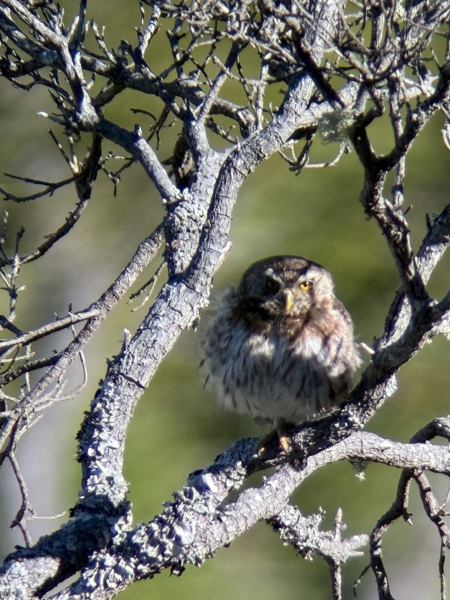 アンデススズメフクロウ - ML647256584