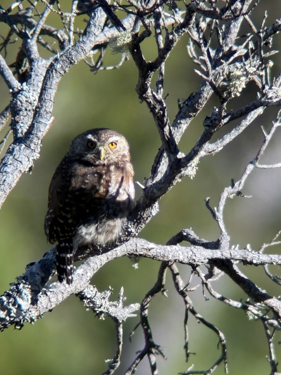 アンデススズメフクロウ - ML647256585