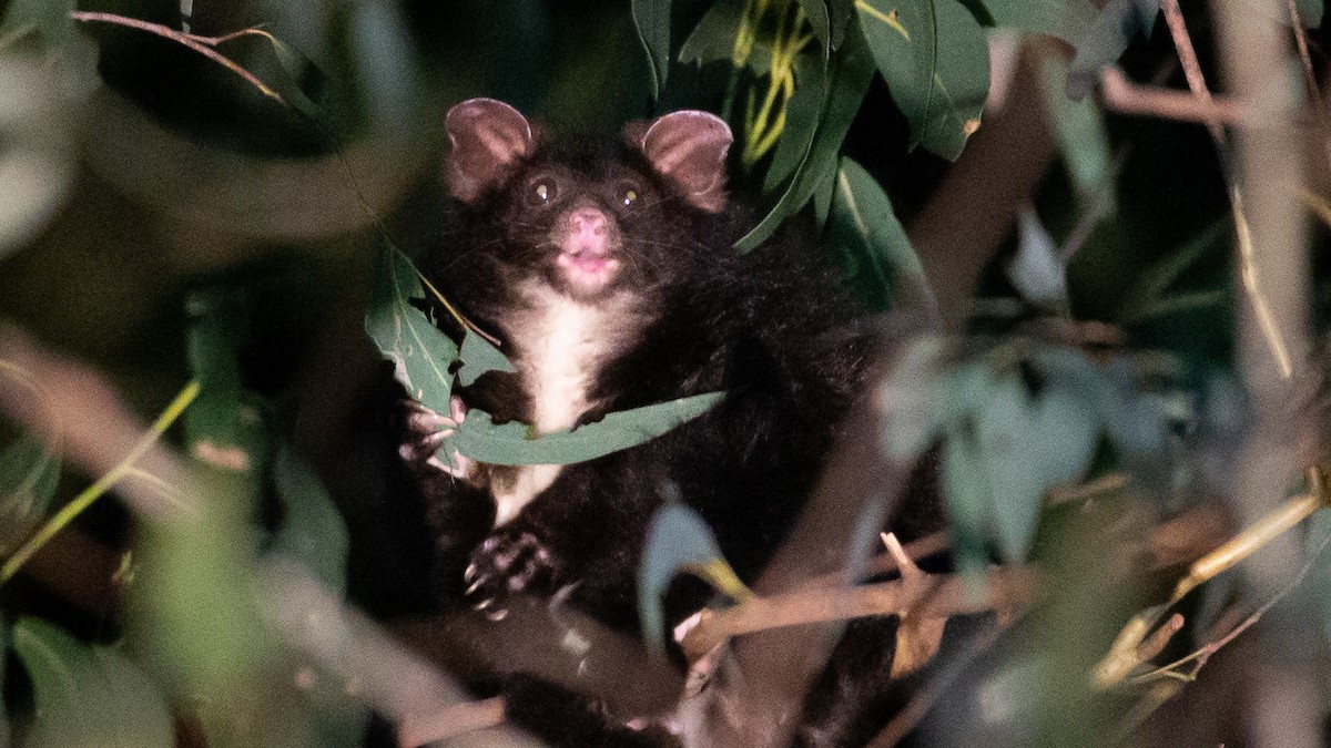 フクロムササビ - ML647256590