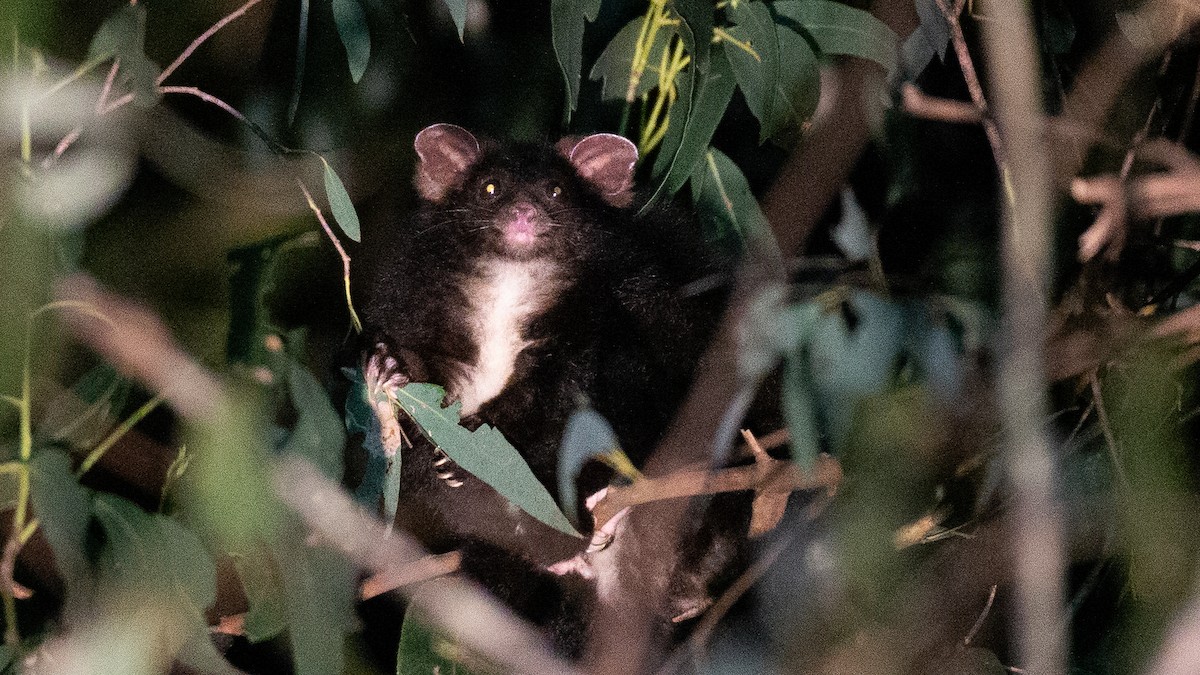 フクロムササビ - ML647256592