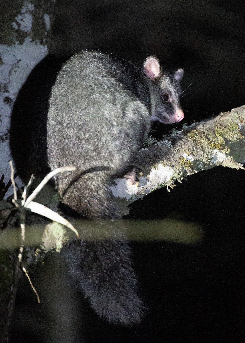 ヤマフクロギツネ - ML647256593