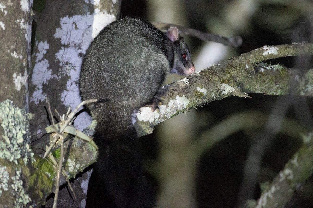 ヤマフクロギツネ - ML647256594