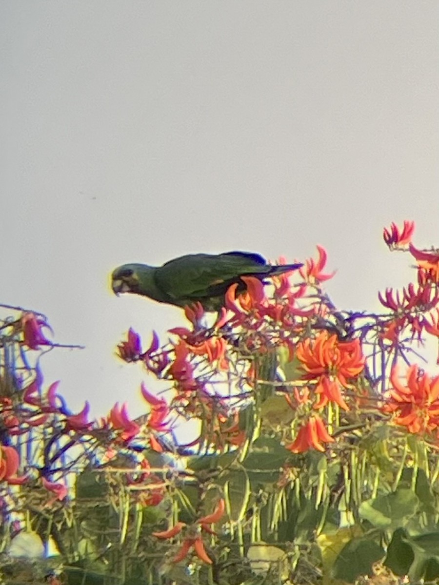 Orange-winged Amazon - ML647256605